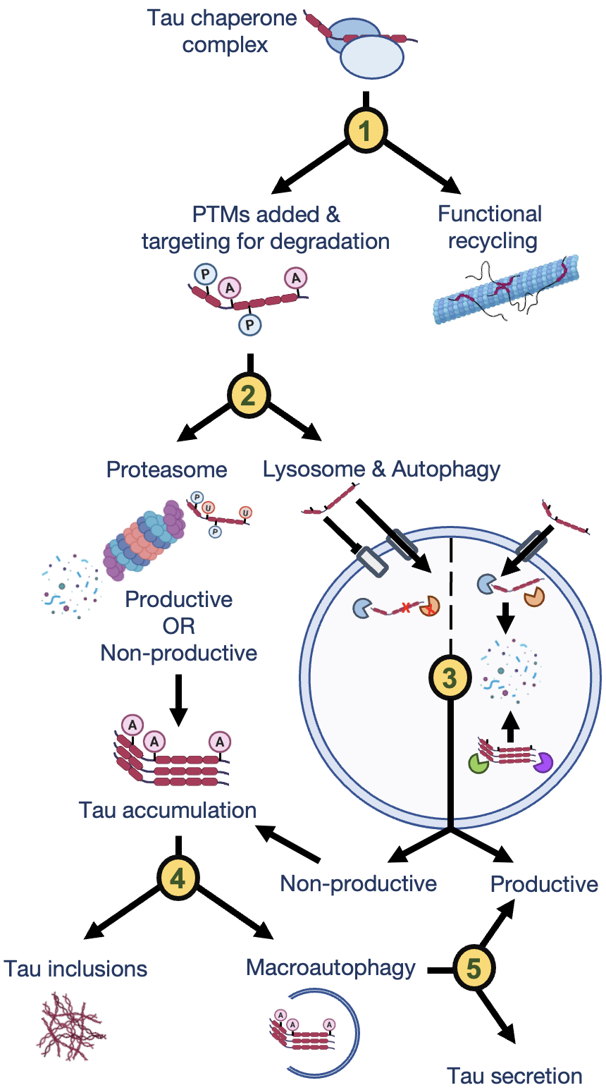 Potential Nodes of Regulation